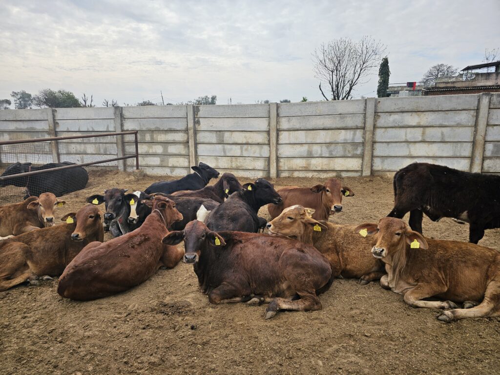 Sustainable Farming Practices at Vasudha Farms