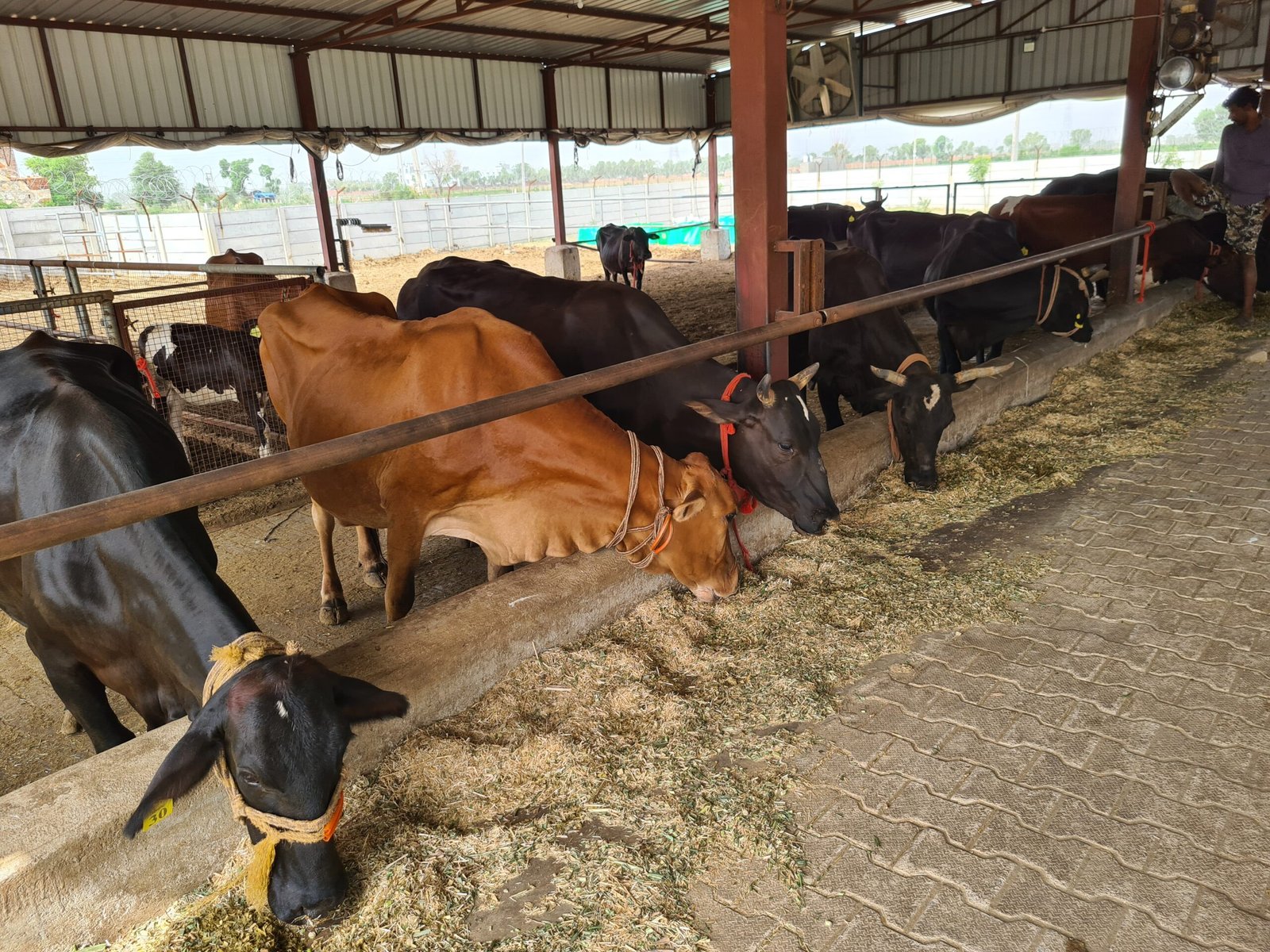 Vasudha Farms cows