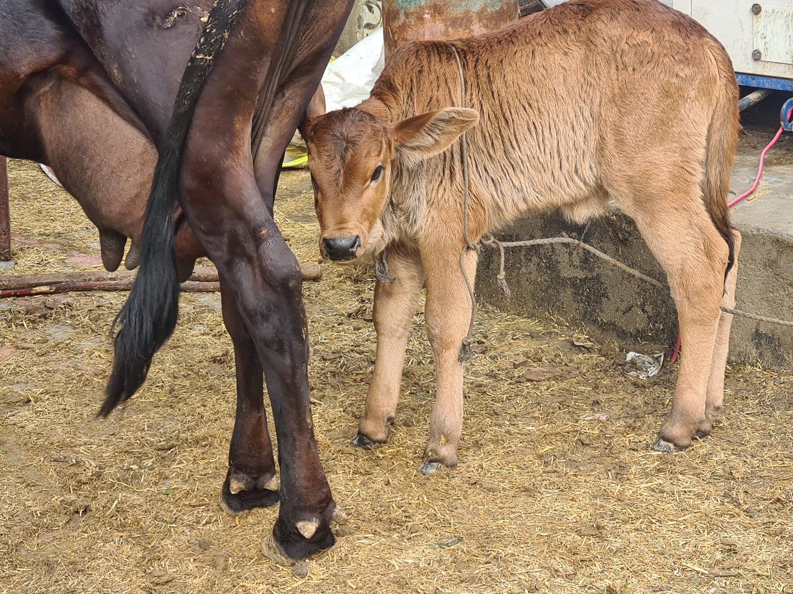 Farm feeding