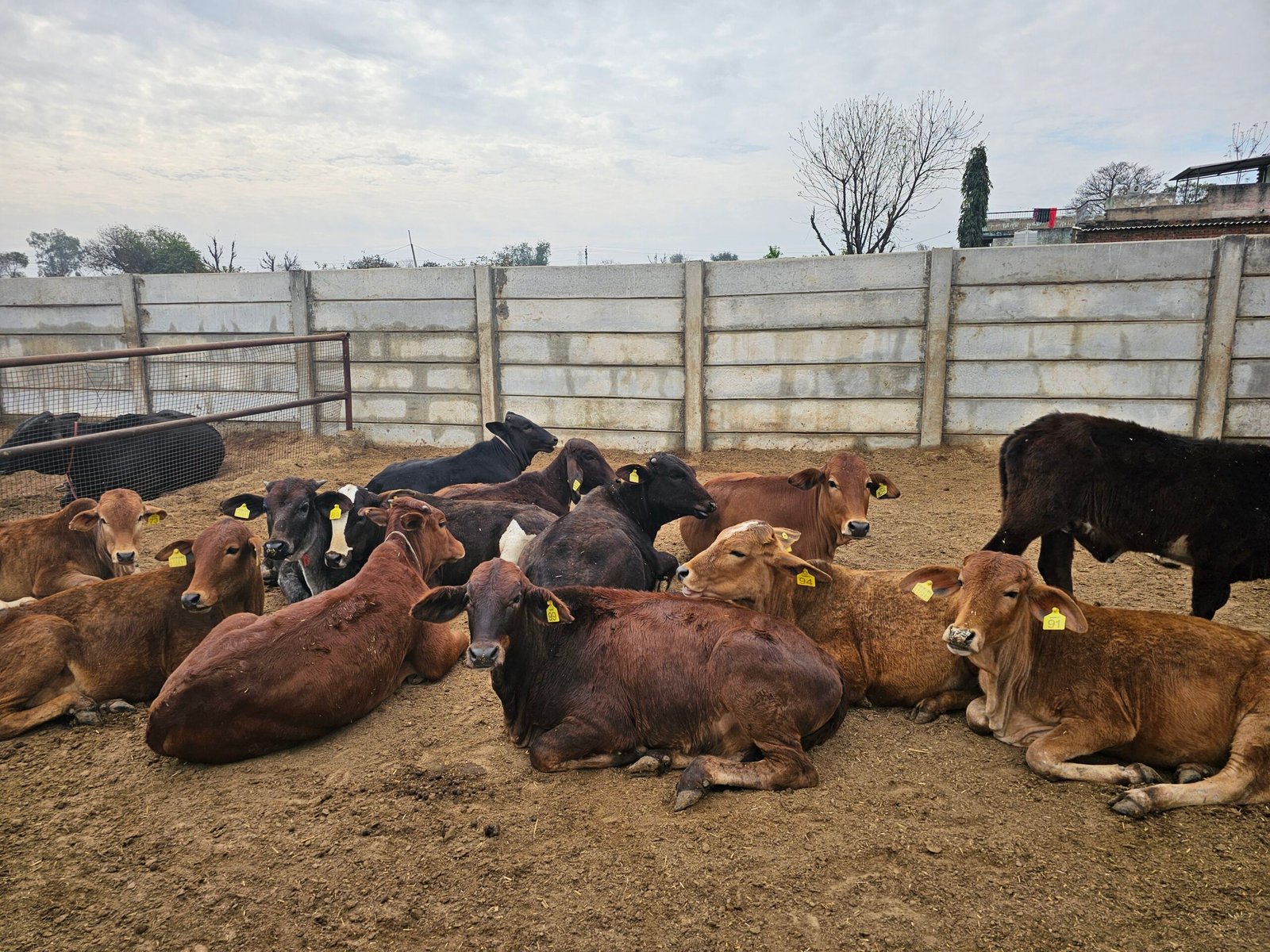 Vasudha Farms cows