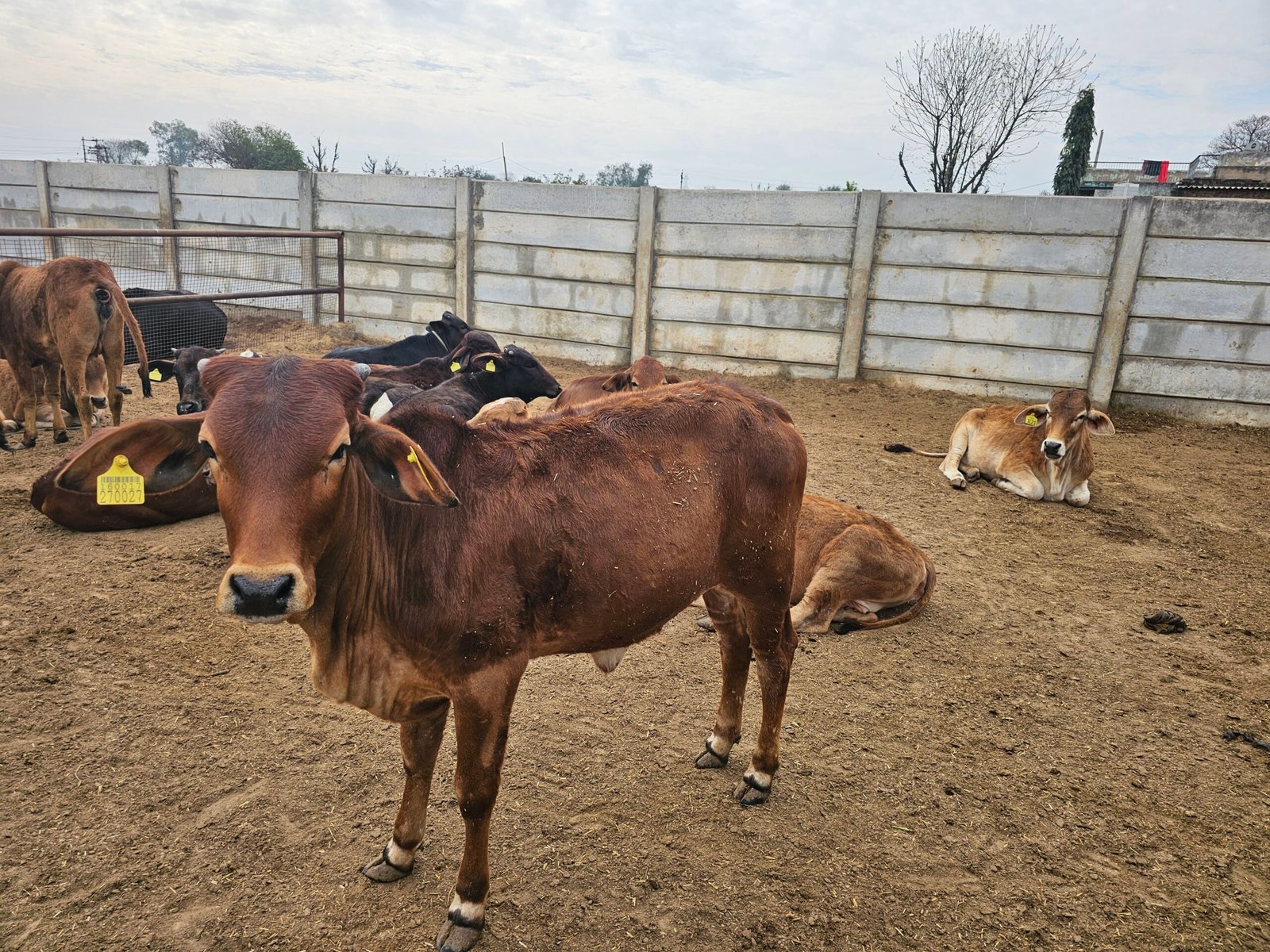 Cow and calf