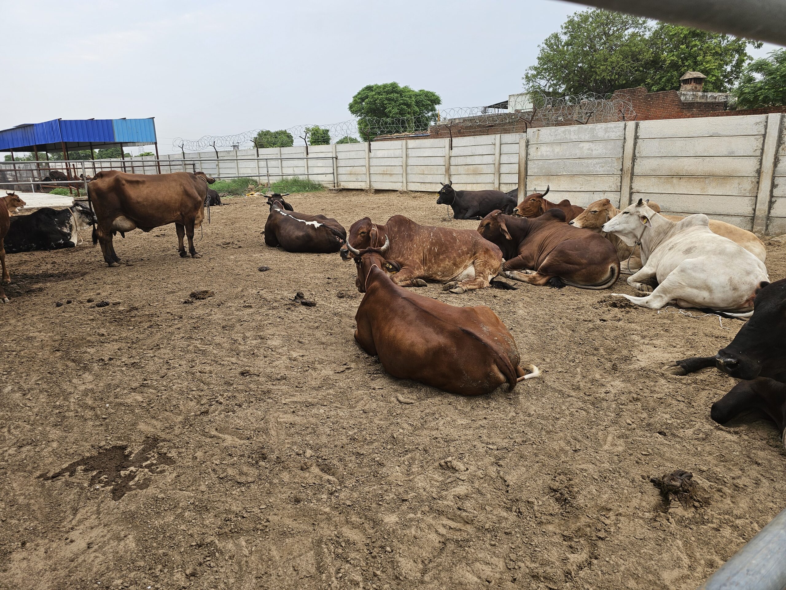 Vasudha Farms